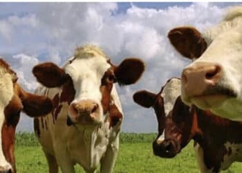 Dermatite bovina, il Consiglio di Stato conferma l’abbattimento di 500 capi