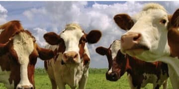 Dermatite bovina, il Consiglio di Stato conferma l’abbattimento di 500 capi