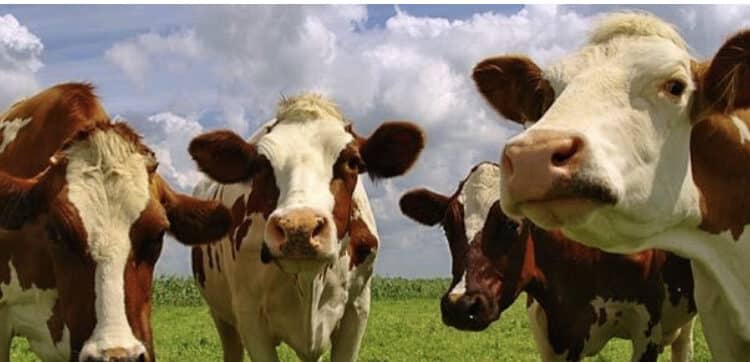 Dermatite bovina, il Consiglio di Stato conferma l’abbattimento di 500 capi