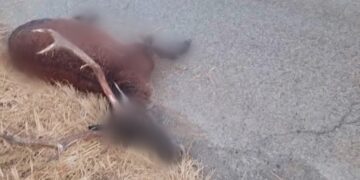 Allarme cervi anche nell’Iglesiente, la testimonianza shock: “In 12 mesi due auto distrutte”