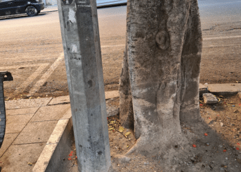 Cagliari, non solo piastrelle e cemento in piazza Yenne: “Chi ha piantato un palo tra le radici di un Ficus?”