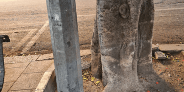 Cagliari, non solo piastrelle e cemento in piazza Yenne: “Chi ha piantato un palo tra le radici di un Ficus?”