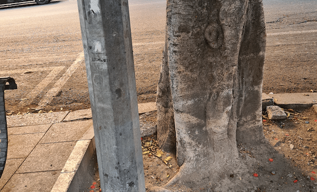 Cagliari, non solo piastrelle e cemento in piazza Yenne: “Chi ha piantato un palo tra le radici di un Ficus?”