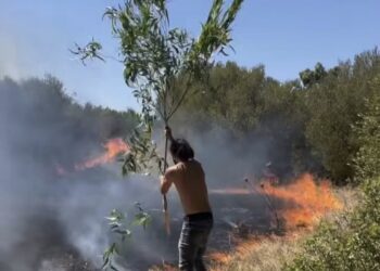 Assemini, gettone di presenza per il rimboschimento delle aree devastate dagli incendi