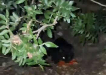 Costa Rei, giovani turisti si mettono a disposizione per raccogliere i rifiuti e dare da mangiare ai gatti randagi
