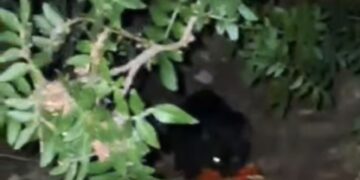 Costa Rei, giovani turisti si mettono a disposizione per raccogliere i rifiuti e dare da mangiare ai gatti randagi