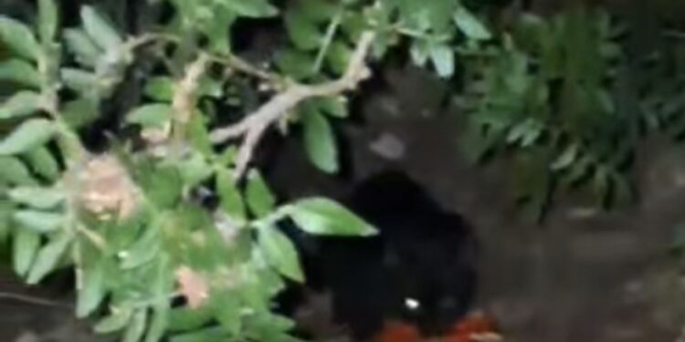 Costa Rei, giovani turisti si mettono a disposizione per raccogliere i rifiuti e dare da mangiare ai gatti randagi