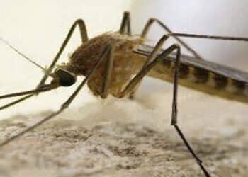 La febbre del Nilo non arretra: 64enne ricoverato, occhi puntati sull’oristanese