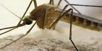 La febbre del Nilo non arretra: 64enne ricoverato, occhi puntati sull’oristanese