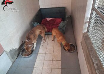 Guasila, cani immobilizzati dal guinzaglio: salvati dai carabinieri grazie ai vicini, denunciato 70enne