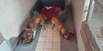 Guasila, cani immobilizzati dal guinzaglio: salvati dai carabinieri grazie ai vicini, denunciato 70enne