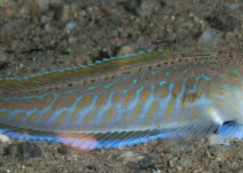 Choc a Muravera, ragazzo di 15 anni punto al volto da una tracina: momenti di paura a Cala Su Figu