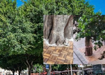 Cagliari, lo scempio dei ficus cementati in piazza Yenne: Comune e Polizia Locale furiosi, fioccano le super multe