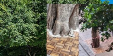 Cagliari, lo scempio dei ficus cementati in piazza Yenne: Comune e Polizia Locale furiosi, fioccano le super multe