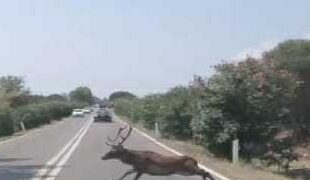 Pula, il cervo attraversa la strada ed ecco un altro incidente sfiorato: è vera emergenza sulla 195