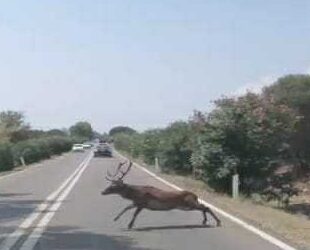 Pula, il cervo attraversa la strada ed ecco un altro incidente sfiorato: è vera emergenza sulla 195
