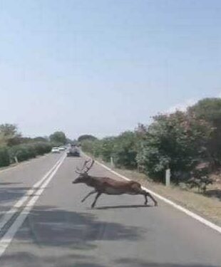 Pula, il cervo attraversa la strada ed ecco un altro incidente sfiorato: è vera emergenza sulla 195