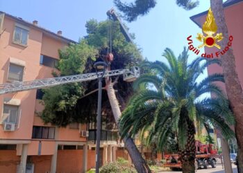 Assemini, cade un albero in via Toscana: lesionata una palazzina