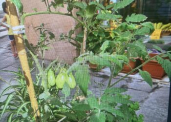 A Cagliari nel Corso la “storica” piantina di Piero Caredda davanti al market chiuso incuriosisce i bambini