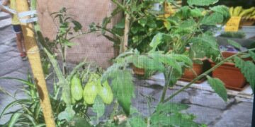 A Cagliari nel Corso la “storica” piantina di Piero Caredda davanti al market chiuso incuriosisce i bambini