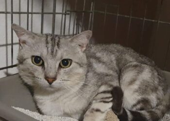 Radio Zampetta Sarda, Cesarino cerca una casetta