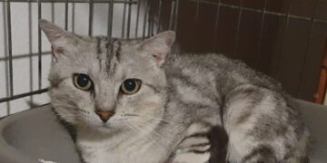 Radio Zampetta Sarda, Cesarino cerca una casetta