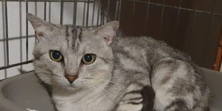 Radio Zampetta Sarda, Cesarino cerca una casetta