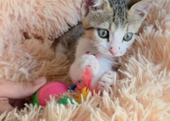 Radio Zampetta Sarda, adozione del cuore per Ariel