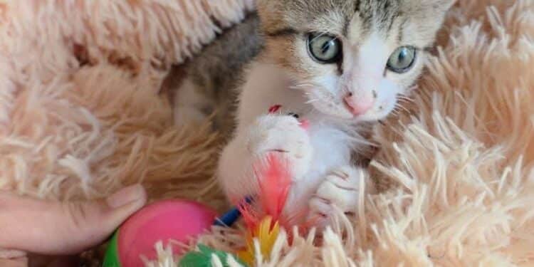 Radio Zampetta Sarda, adozione del cuore per Ariel