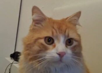 Cerchiamo Lisa, ha due anni ed è sterilizzata