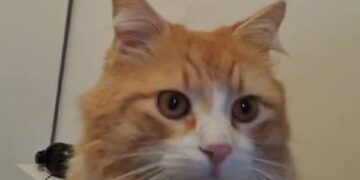 Cerchiamo Lisa, ha due anni ed è sterilizzata