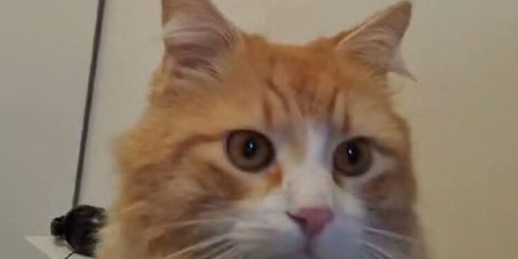 Cerchiamo Lisa, ha due anni ed è sterilizzata