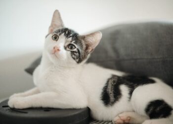 La spettacolare bellezza di Mia, dal pelo semilungo, neanche 3 mesi di tenerezza cerca adozione