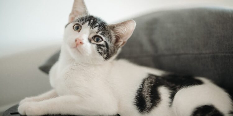 La spettacolare bellezza di Mia, dal pelo semilungo, neanche 3 mesi di tenerezza cerca adozione