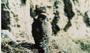 Non c’è pace per il Falco della Regina a Carloforte: “Minacciato dalla musica live a Capo Sandalo”