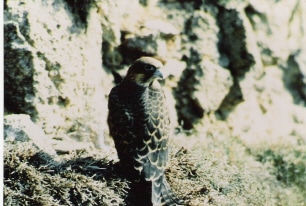 Non c’è pace per il Falco della Regina a Carloforte: “Minacciato dalla musica live a Capo Sandalo”