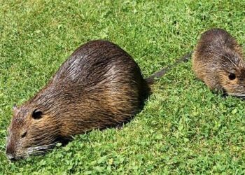 San Gavino Monreale, nutrie con cuccioli a spasso per il paese