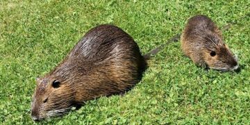 San Gavino Monreale, nutrie con cuccioli a spasso per il paese