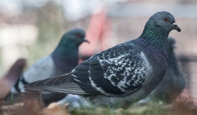 Serdiana, anticoncezionali per i piccioni: “Sono troppi”