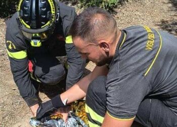 San Sperate, i vigili del fuoco salvano un gattino caduto dentro un vascone: “Miagolava disperatamente”