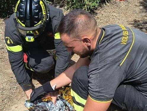 San Sperate, i vigili del fuoco salvano un gattino caduto dentro un vascone: “Miagolava disperatamente”