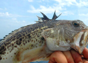 Muravera, punto da una tracina al volto: paura a Cala Sa Figu per un 15enne spagnolo
