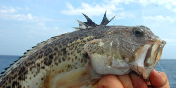Muravera, punto da una tracina al volto: paura a Cala Sa Figu per un 15enne spagnolo