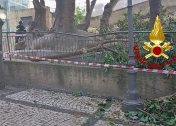 Cagliari, paura nei giardini di Viale Regina Elena: si stacca un grosso ramo da un albero, danneggiata una recinzione