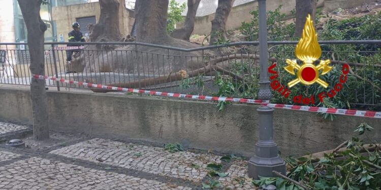 Cagliari, paura nei giardini di Viale Regina Elena: si stacca un grosso ramo da un albero, danneggiata una recinzione