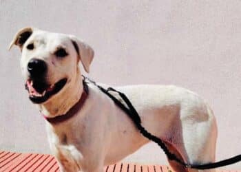 Cagliari, “Teodora non tornerà a Monte Urpinu, ha bisogno di una famiglia che la adotti”: l’appello dell’assessora Giua Marassi