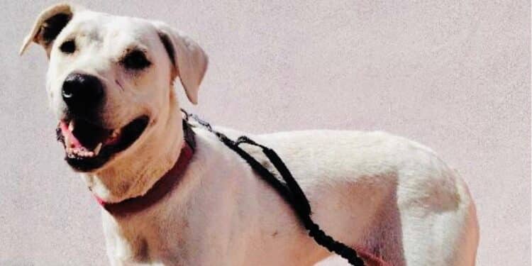 Cagliari, “Teodora non tornerà a Monte Urpinu, ha bisogno di una famiglia che la adotti”: l’appello dell’assessora Giua Marassi