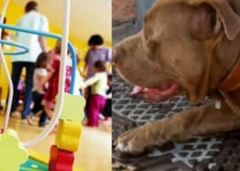 Cagliari, pitbull e bimbi nello stesso cortile: scatta l’allarme in vista del ritorno a scuola dopo l’aggressione