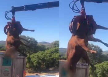 “Anni di lavoro distrutti in un’ora, mattanza senza senso”: rabbia sul web dopo gli abbattimenti a Paulilatino