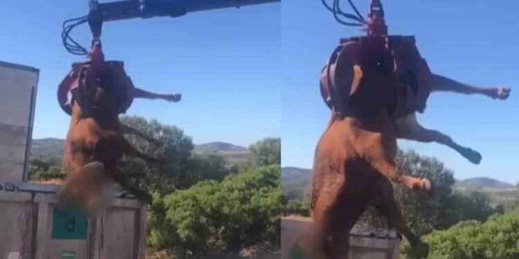 “Anni di lavoro distrutti in un’ora, mattanza senza senso”: rabbia sul web dopo gli abbattimenti a Paulilatino